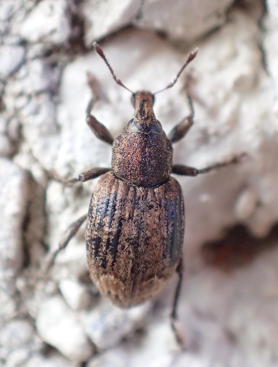 Réf. 323194 — INSECTA > Coleoptera > Curculionidae > Graptus ...